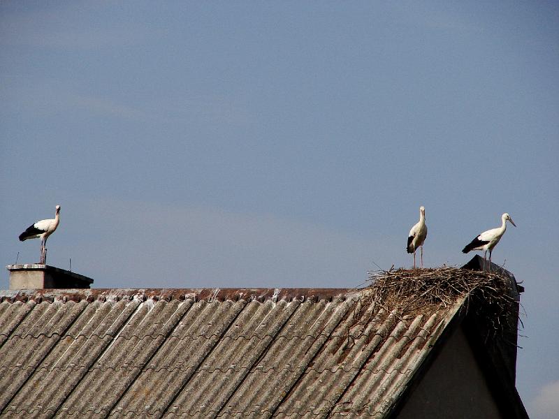 DSC00488.JPG