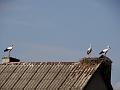 DSC00488