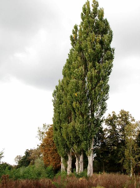 DSC02174.JPG